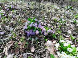 Image of Primula acaulis subsp. rubra (Sm.) Greuter & Burdet