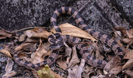 Image of Oriental Odd-tooth Snake