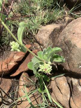 Image of Raphionacme procumbens Schltr.