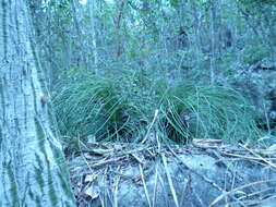 Image de Agave tenuifolia Zamudio & E. Sánchez