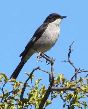 Image of Fiscal Flycatcher