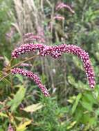 Sivun Persicaria extremiorientalis (Vorosh.) N. N. Tzvel. kuva