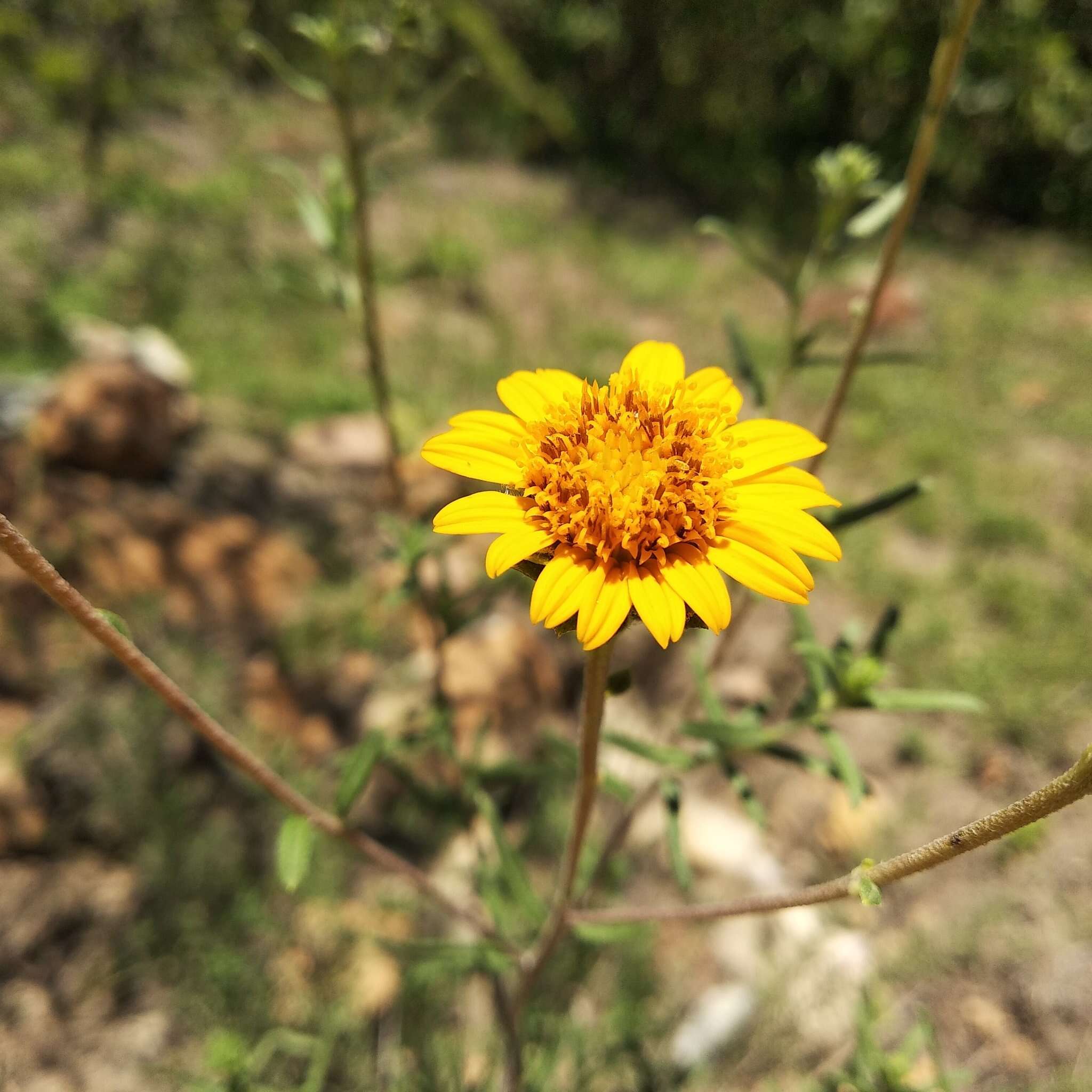 Слика од Aldama linearis (Cav.) E. E. Schill. & Panero