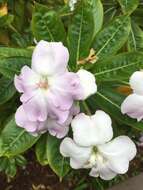 Impatiens sodenii Engl. & Warb. ex Engl. resmi