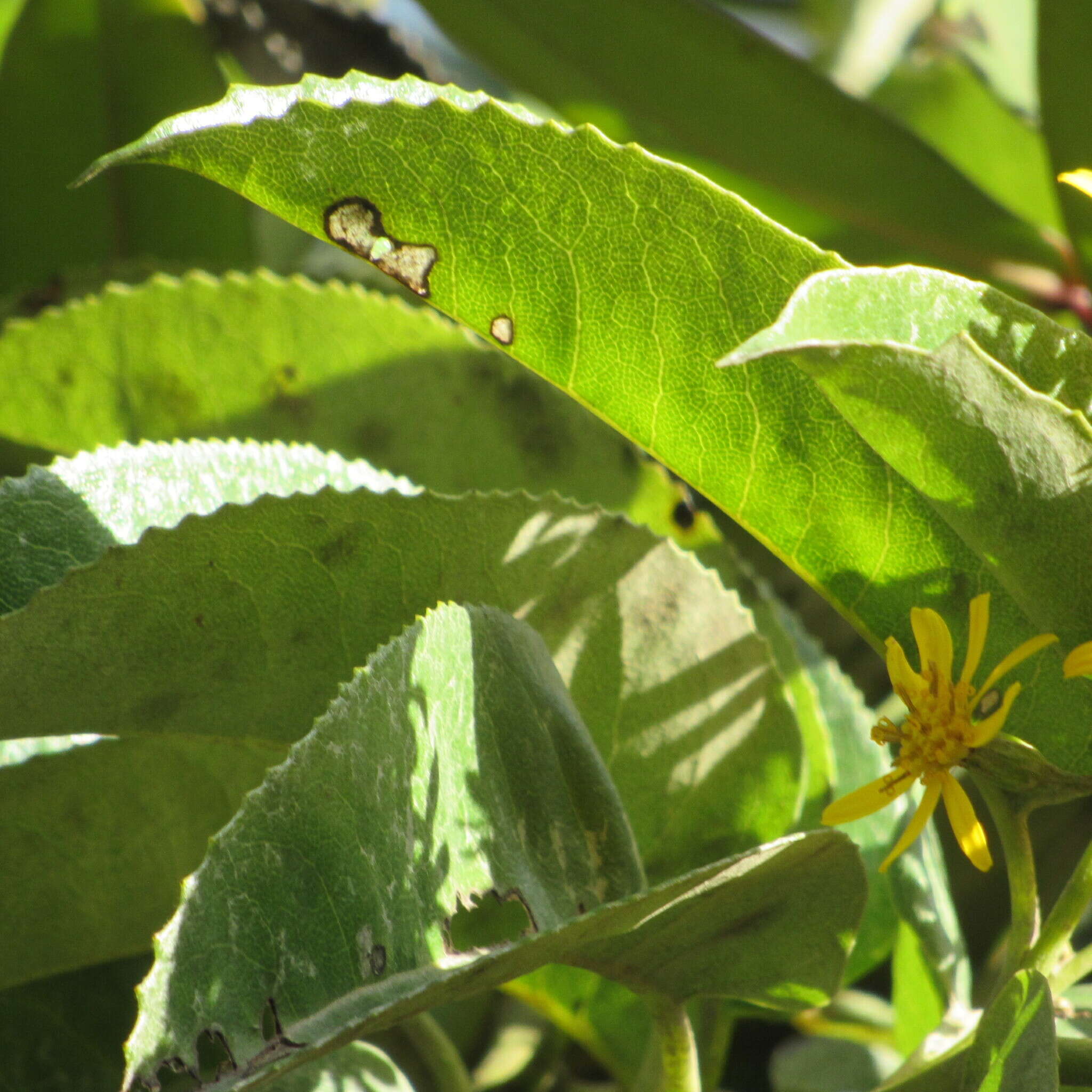 Image of Dendrophorbium americanum (L. fil.) C. Jeffrey