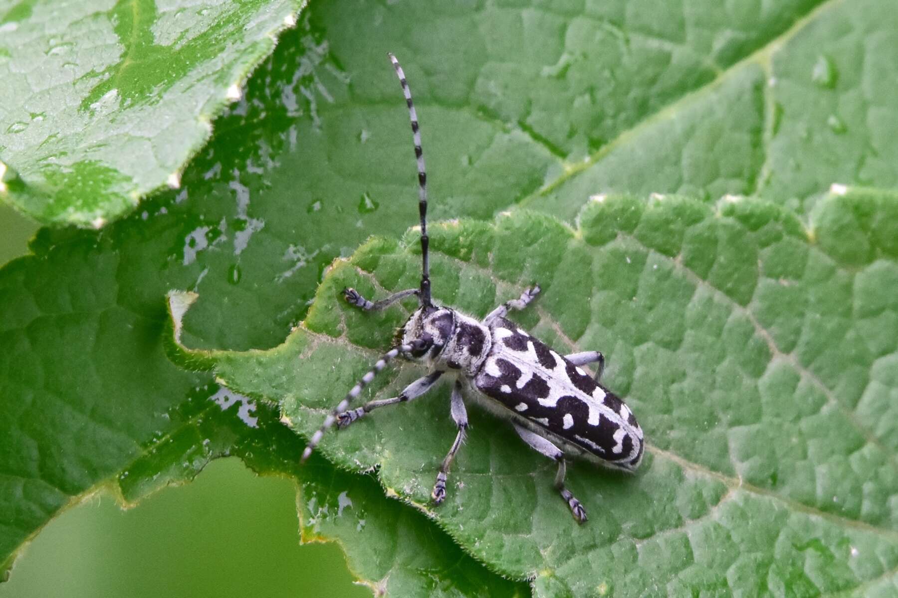 Saperda (Lopezcolonia) scalaris (Linné 1758) resmi