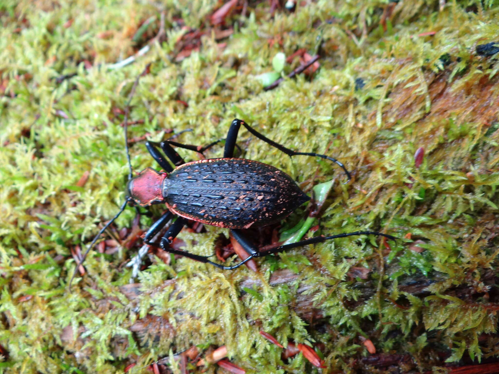 Image of Carabus (Coptolabrus) nankotaizanus Kano 1932