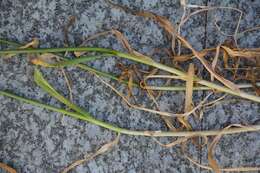 Image of cultivated garlic