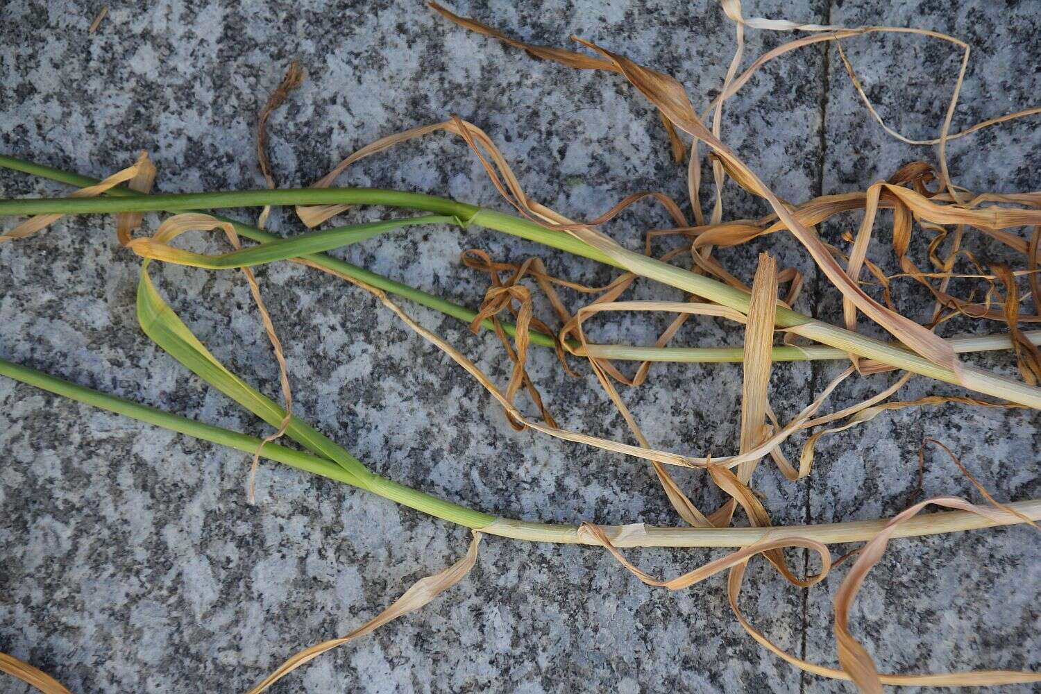 Image of cultivated garlic