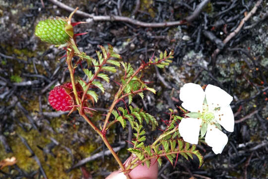 Image of Rubus papuanus Schltr. ex Diels