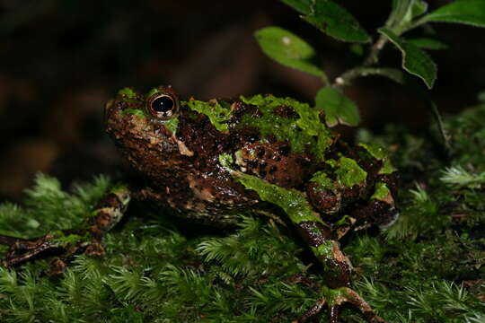 صورة Scaphiophryne spinosa Steindachner 1882