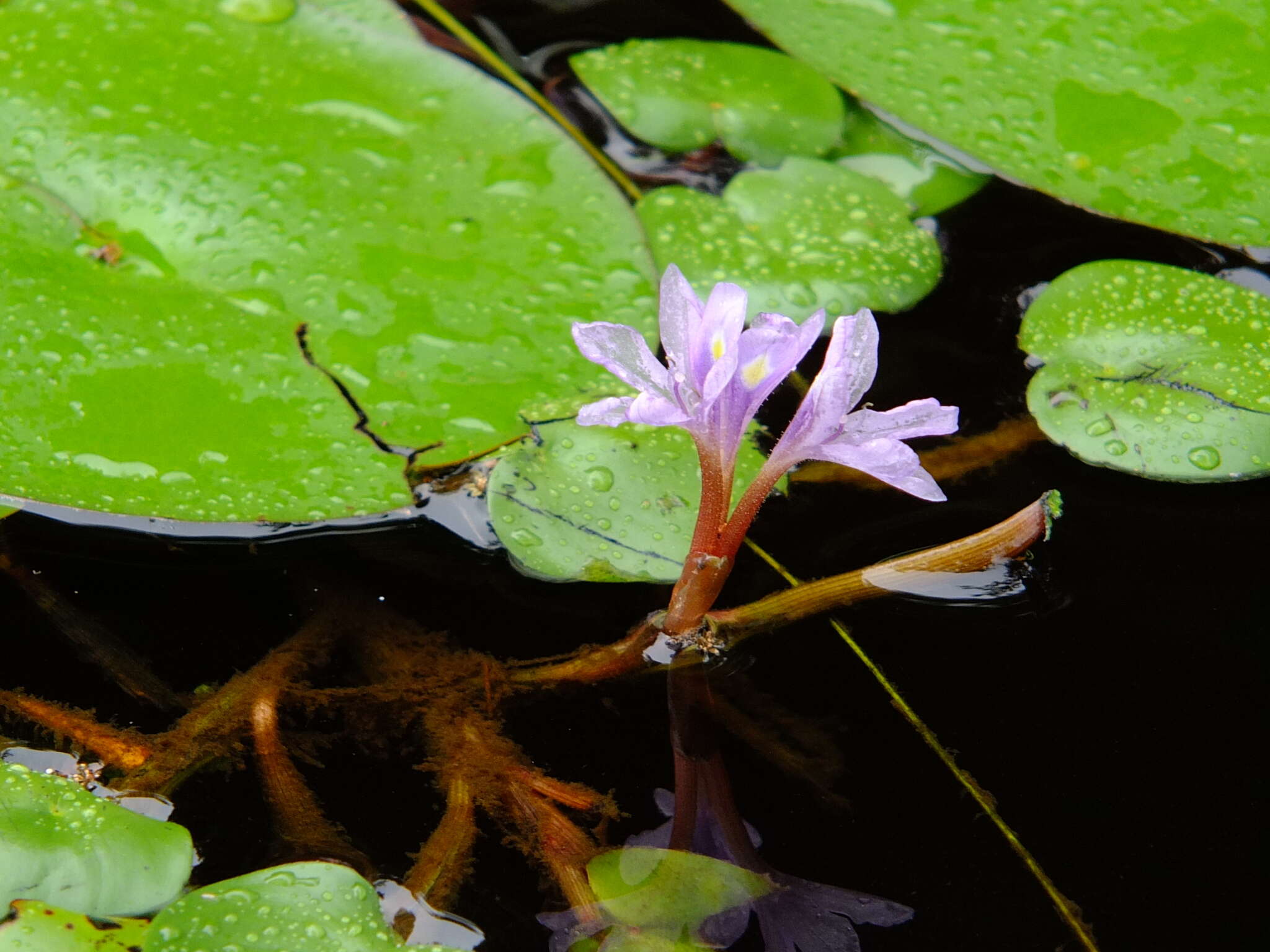 Image of <i>Pontederia diversifolia</i>