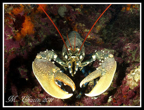 Image of Common lobster