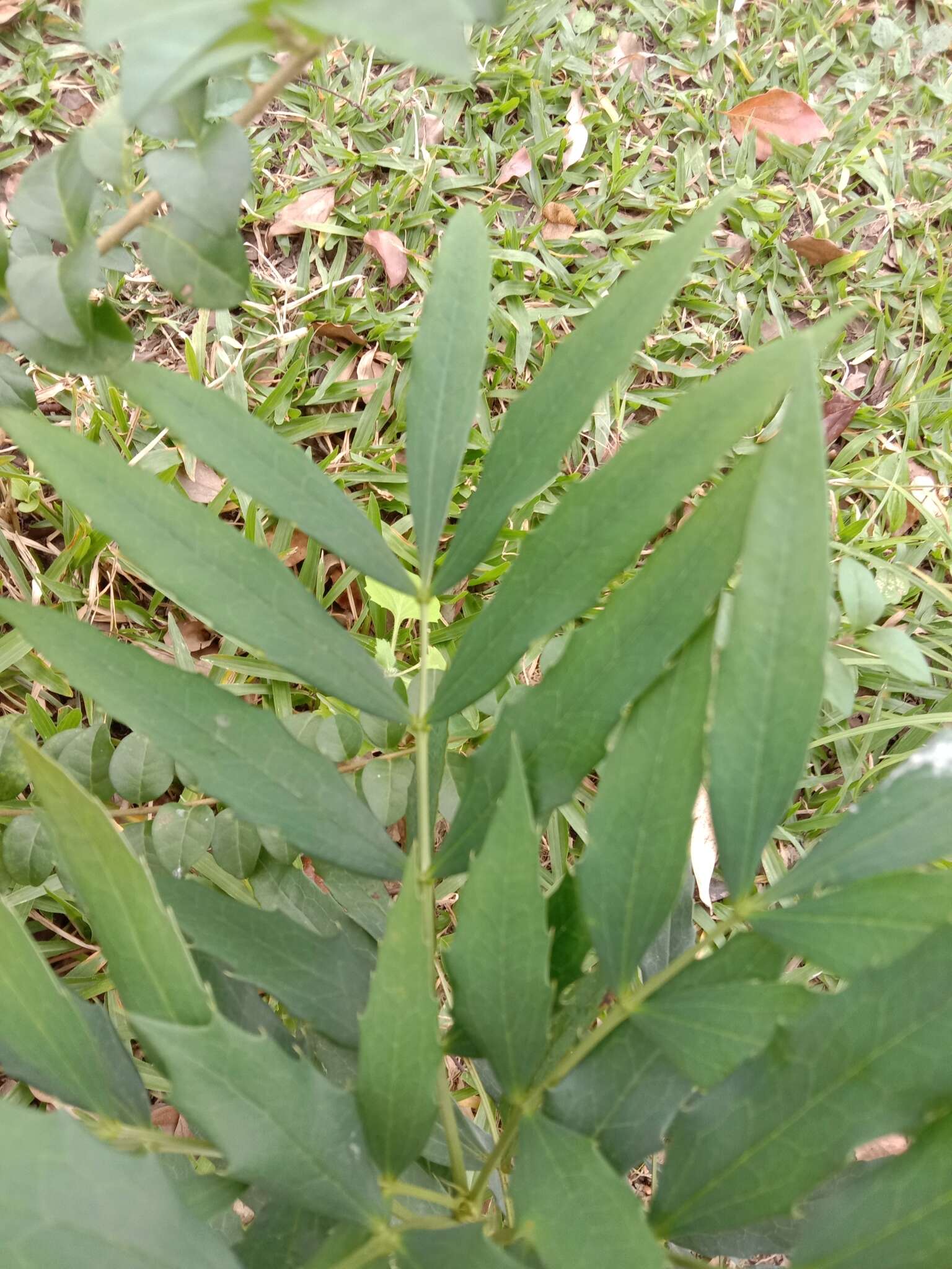 Image of Berberis fortunei Lindl.