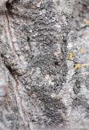 Image of wreath lichen