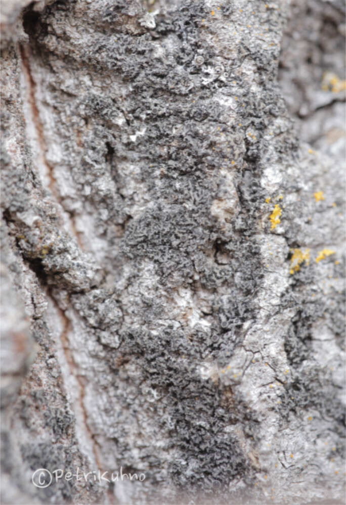 Phaeophyscia nigricans (Flörke) Moberg resmi