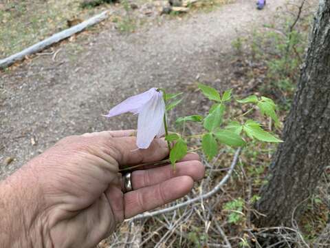 Image of rock clematis