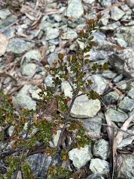 Image de Micrantheum serpentinum Orchard