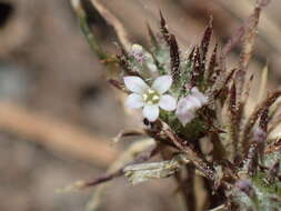 Image of divaricate navarretia