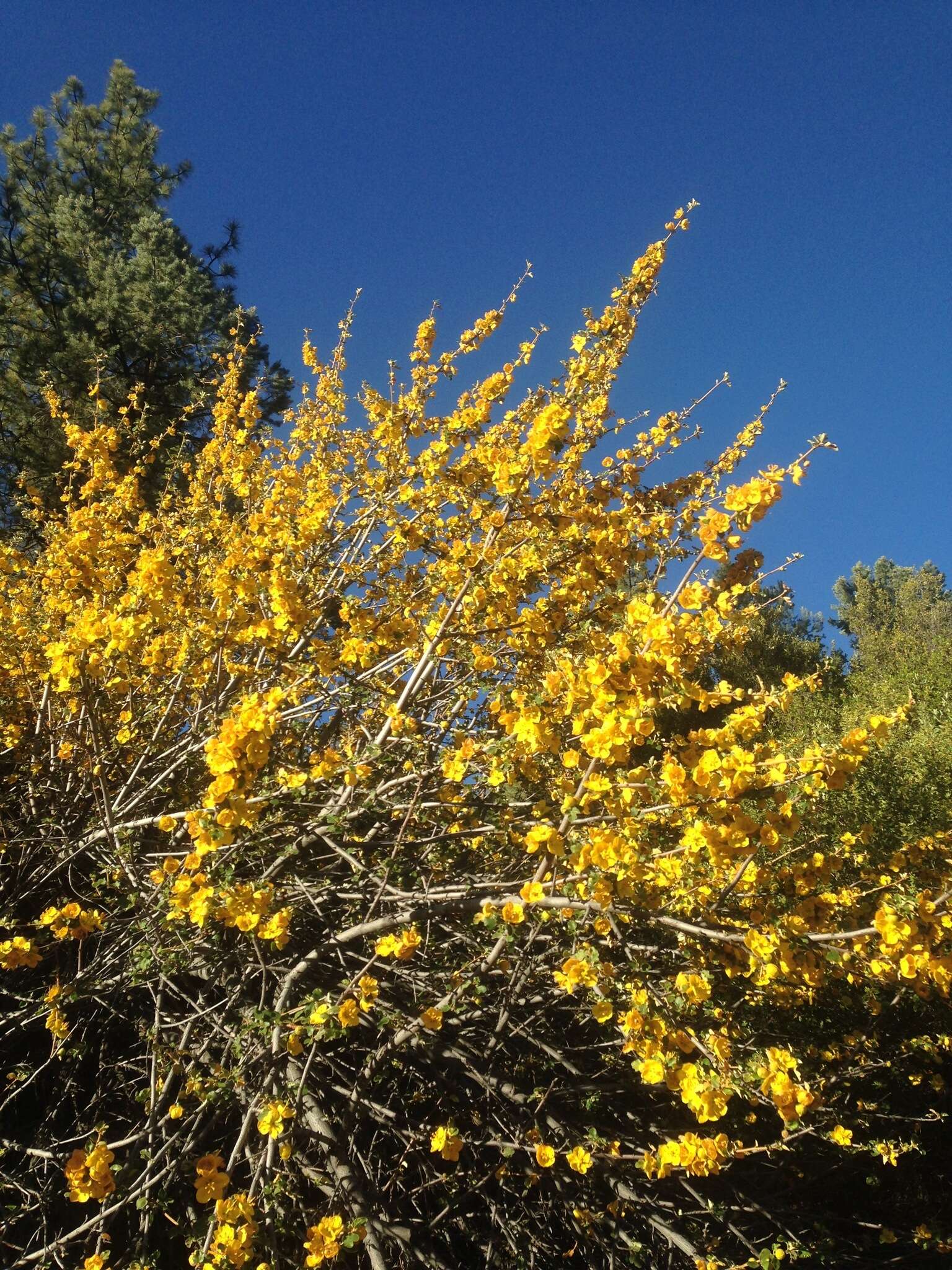 Image of California flannelbush