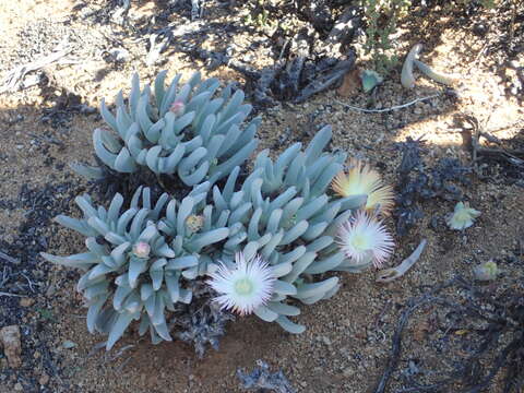 Imagem de Cheiridopsis denticulata (Haw.) N. E. Br.