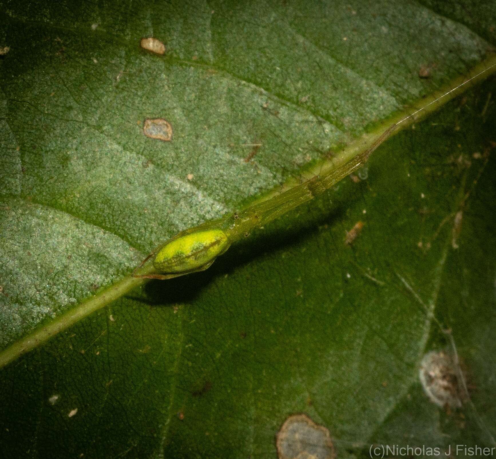 Image of Miagrammopes flavus (Wunderlich 1976)