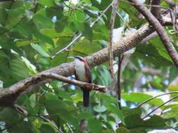 Imagem de Pomatorhinus bornensis