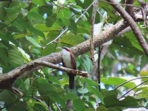 Image of Sunda Scimitar Babbler