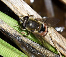 Image of <i>Asemosyrphus polygrammus</i>