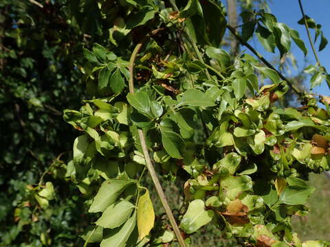 Image of Serjania lucida Schumach.