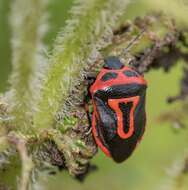 Image of Two-spotted Stink Bug