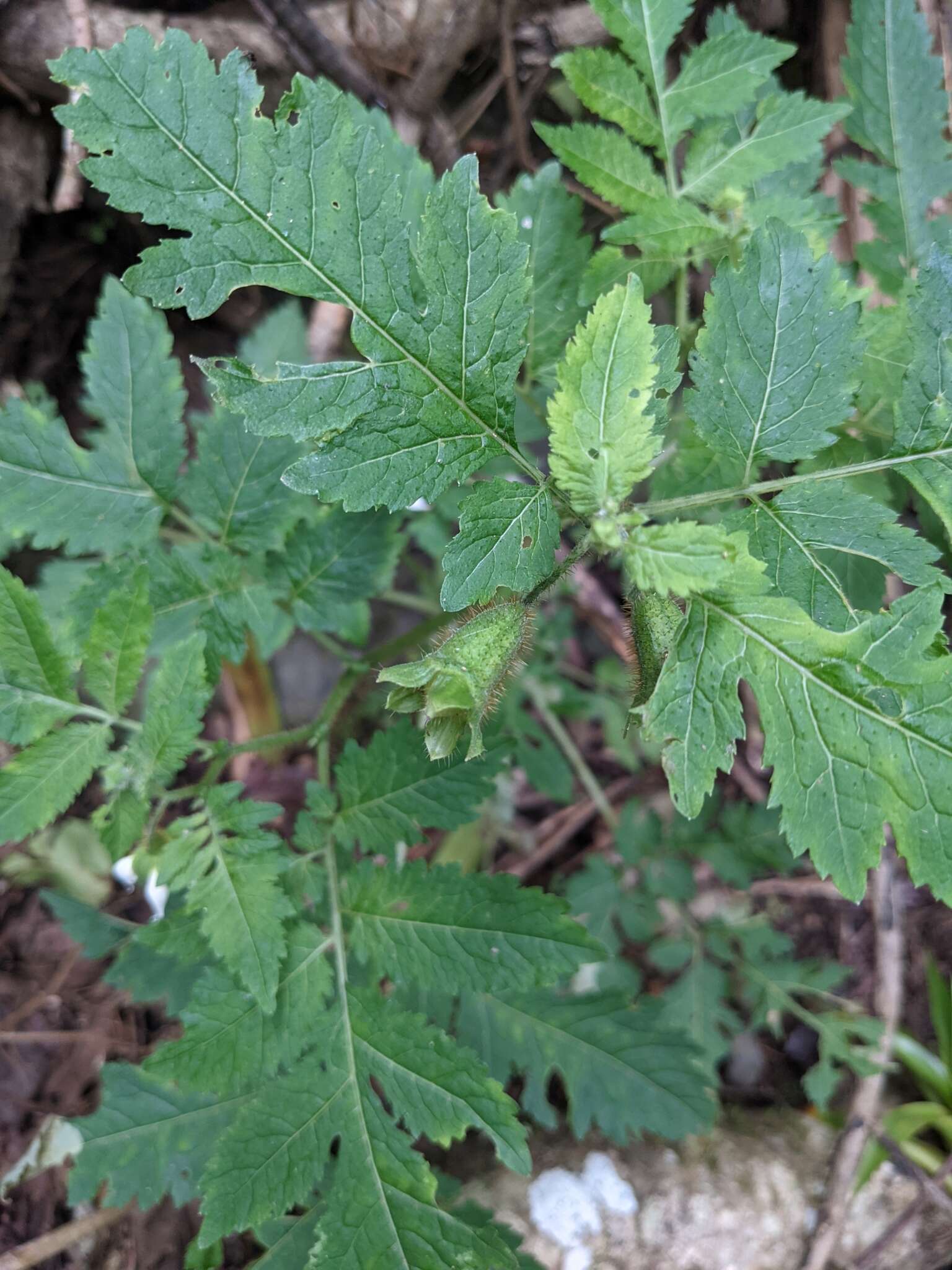 Image of Nasa triphylla subsp. rudis (Benth.) Weigend