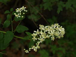 Clematis recta L. resmi