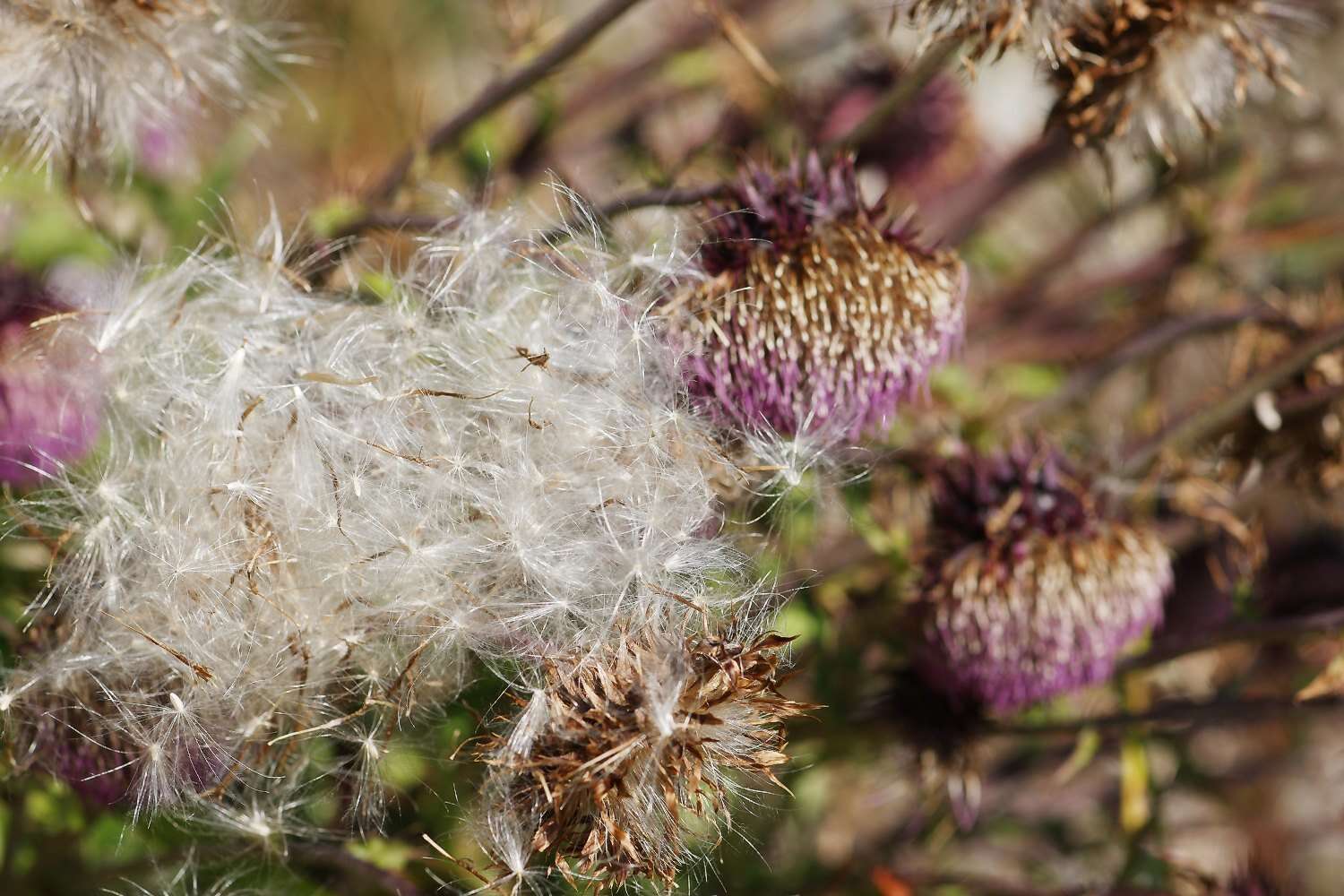 Imagem de Cirsium purpuratum (Maxim.) Matsum.