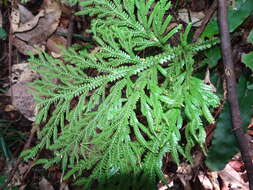 Image of Selaginella hordeiformis Bak.