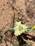 Image of Ferraria macrochlamys (Baker) Goldblatt & J. C. Manning