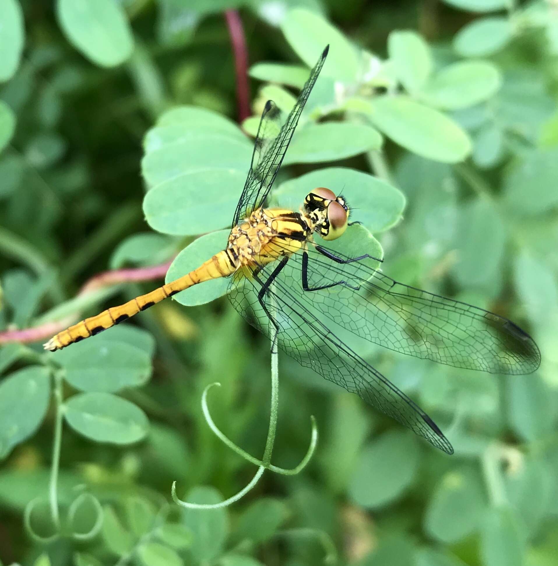 Image of Sympetrum parvulum (Bartenev 1912)