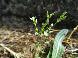 Image of Arenaria serpyllifolia subsp. serpyllifolia