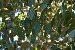 Image of blue-leaf stringybark