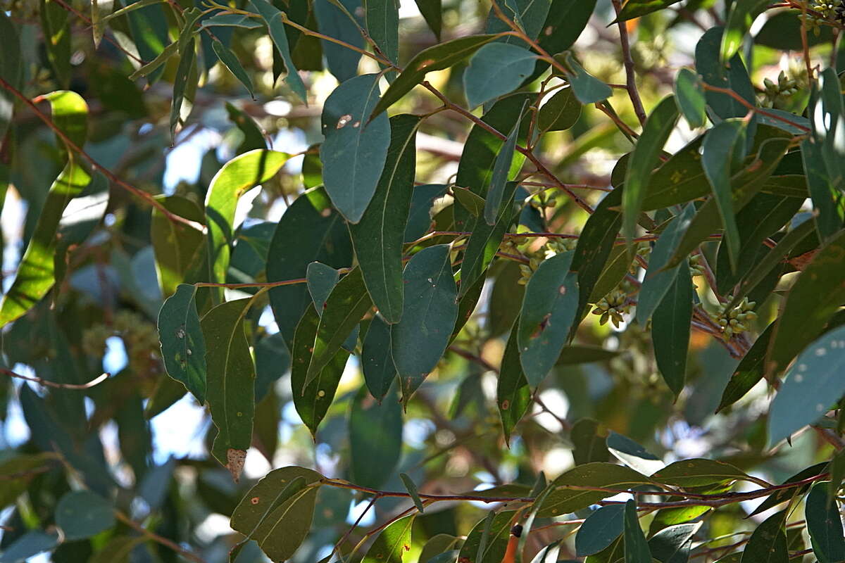 Image of blue-leaf stringybark