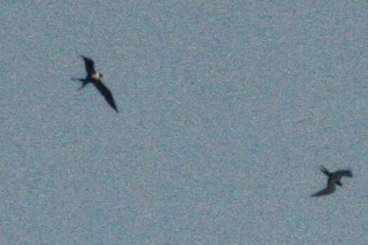 Image of Lesser Frigatebird