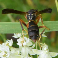 Image of Twisted wing parasite