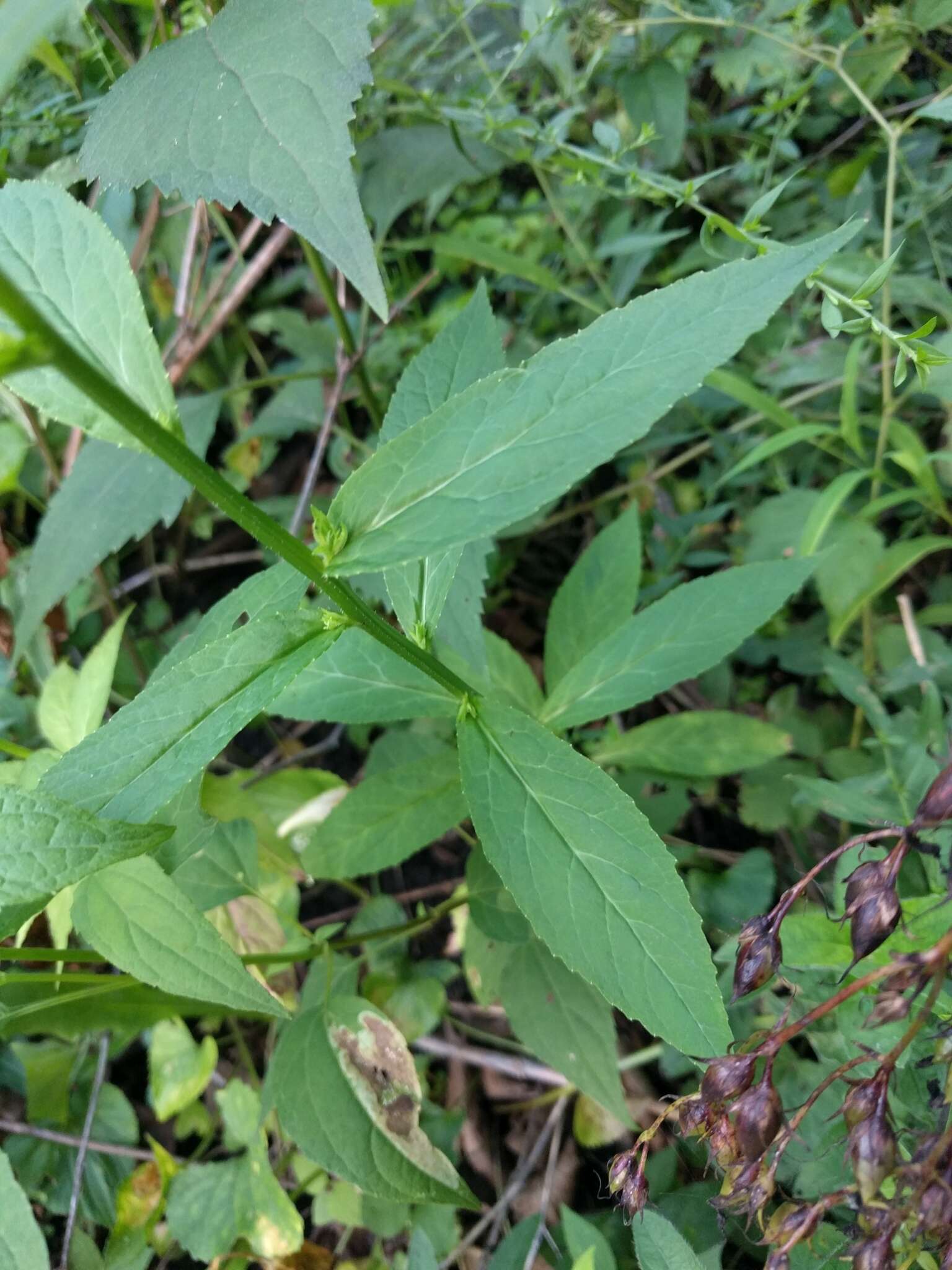 صورة Lobelia speciosa Sweet