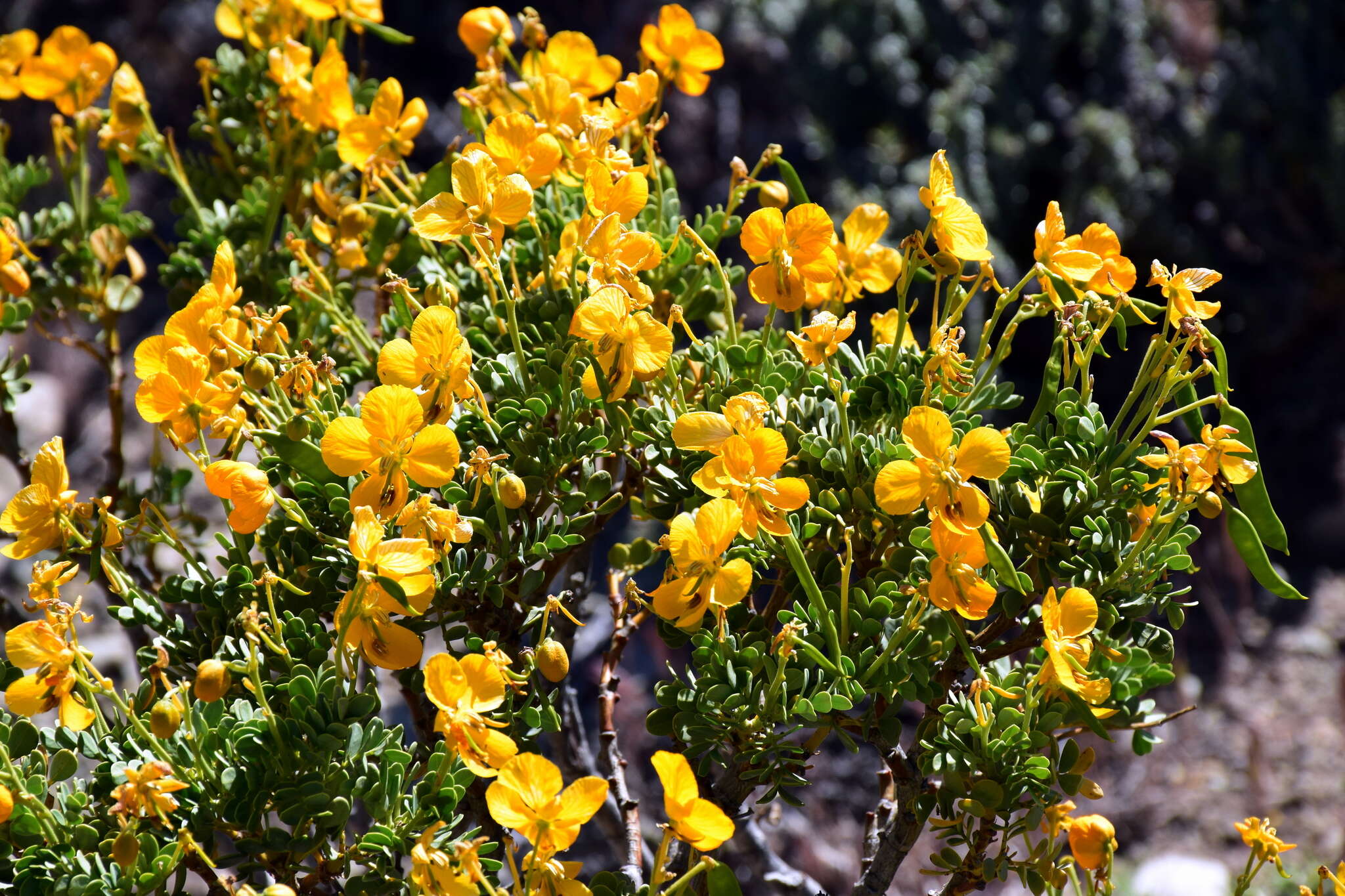 Image of Senna arnottiana (Hook.) H. S. Irwin & Barneby