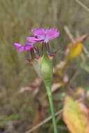 صورة Dianthus capitatus subsp. andrzejowskianus Zapal.