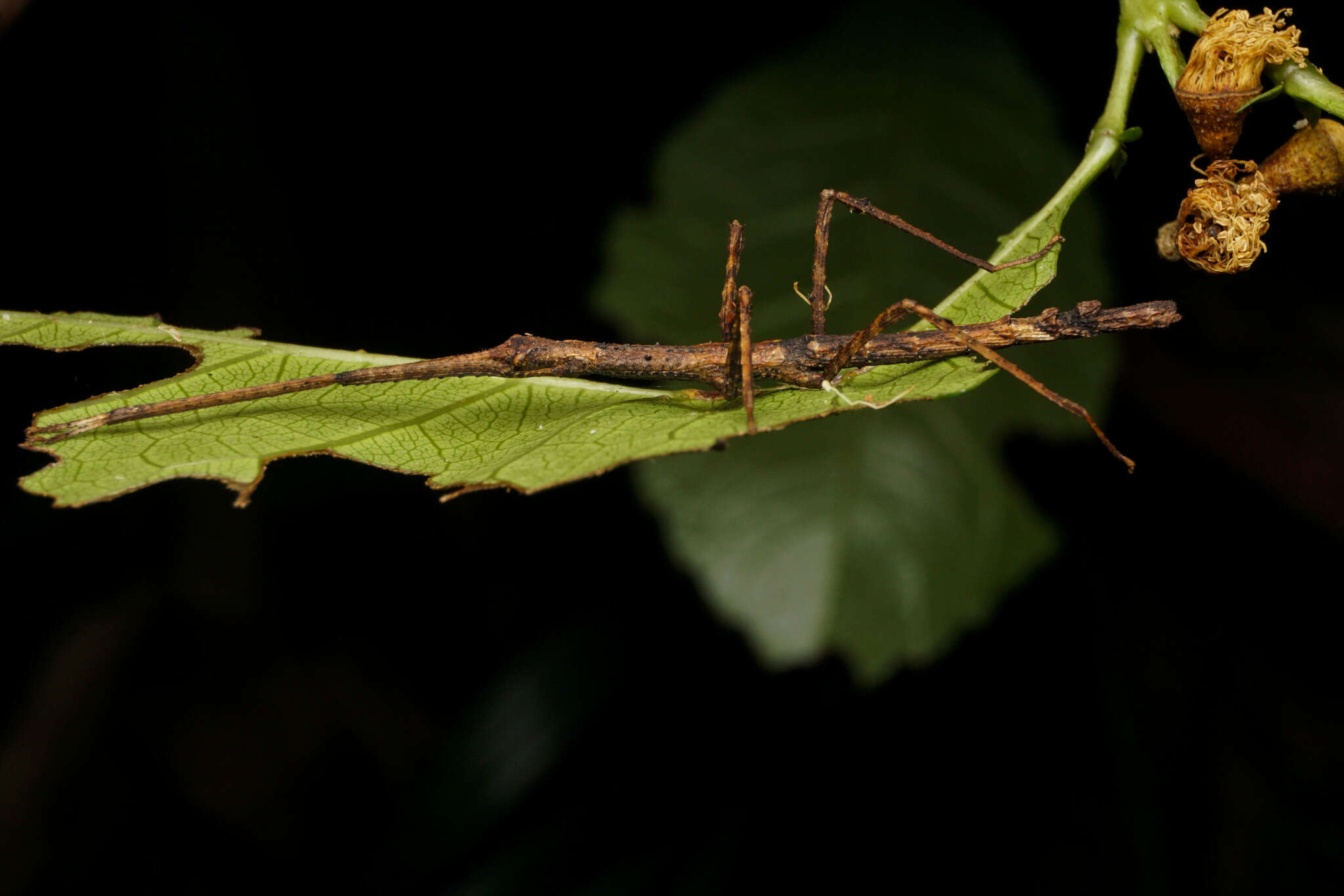 Image of Onchestus gorgus (Westwood 1859)