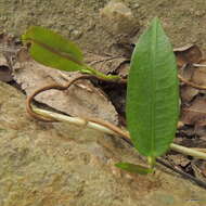 Petopentia natalensis (Schltr.) Bullock resmi