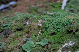 Image of Begonia fimbristipula Hance