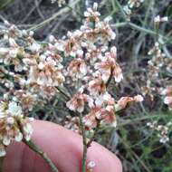 Image of spreading buckwheat