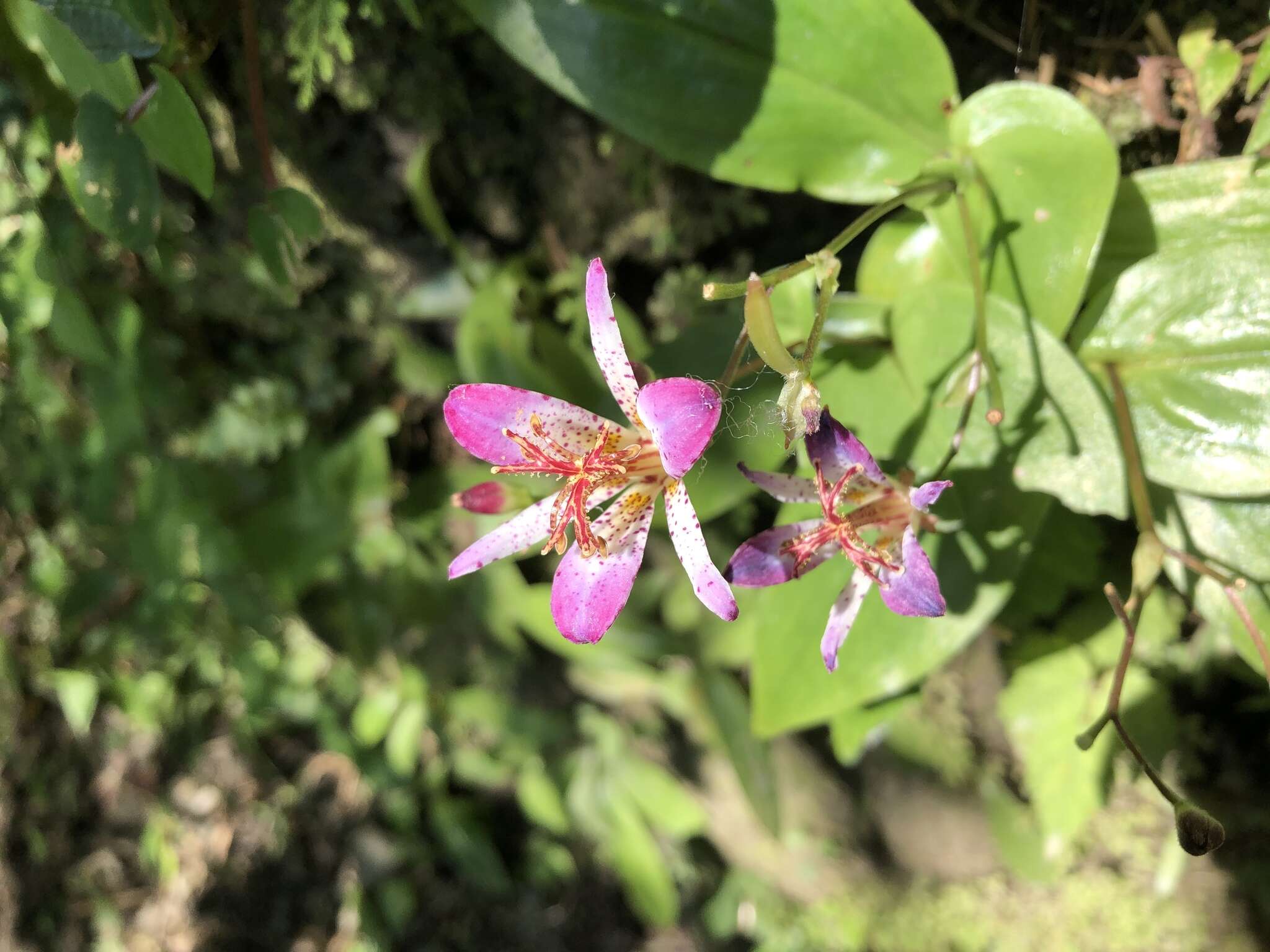 Image of Tricyrtis lasiocarpa Matsum.